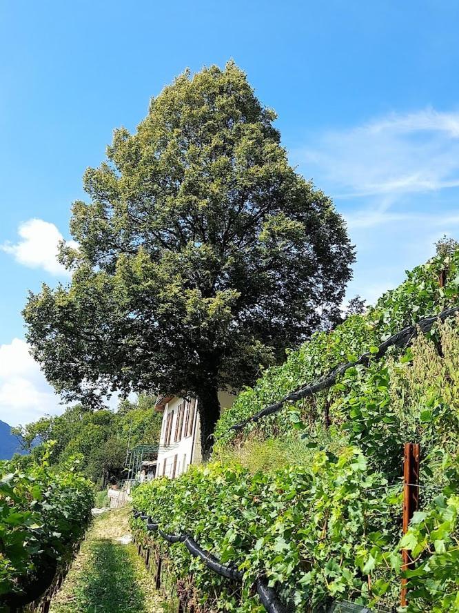 Agroturismo Cascina Teresina Veleso