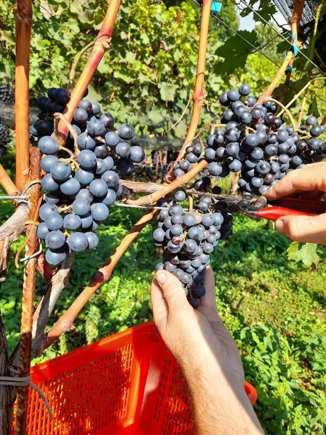 Cascina Teresina Agroturismo *